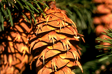 douglas-fir cones