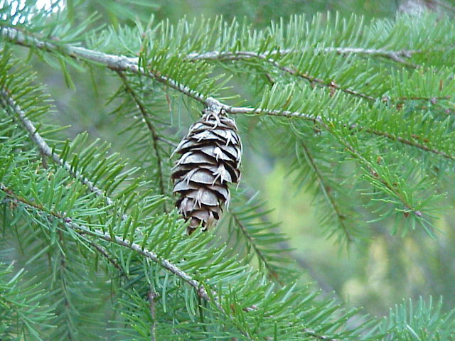 Douglas-fir branch and cone